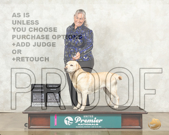 Labrador Retriever #217 Sat RGCh Judge Sandra Kowalski__MJ_9449_Premier_2022_HR3