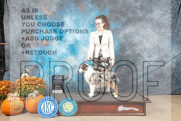 Mini American Shepherd #9 Sat BOWJ Judge Del Richards_MJ_5702_Belton_2022_HR3