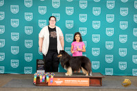 Shetland Sheepdog #321 #320 Fri Sat Sun Best Jr