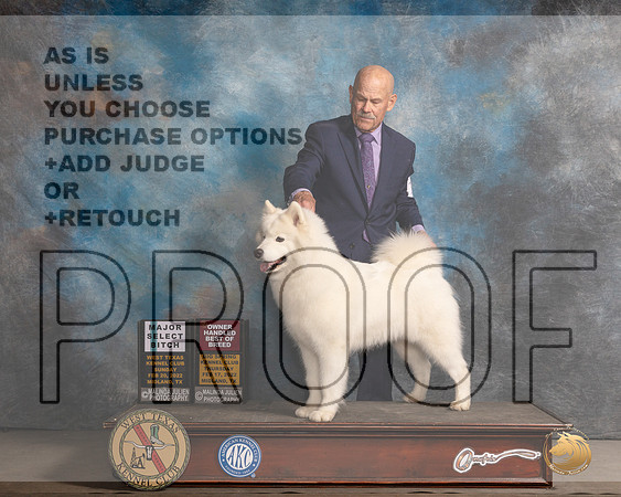 Samoyed #12 Sun SBOHBOB Judge Judy BrownMMJ_5135_Mdlnd2022_HR3