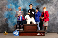Bichon Frise #19 WED BOW Major Judge Timothy Catterson