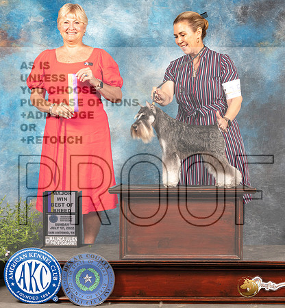 Miniature Schnauzer #20 Sat BOB Judge Debra Thornton-_MJ_0848e-SA2022_HR3-2