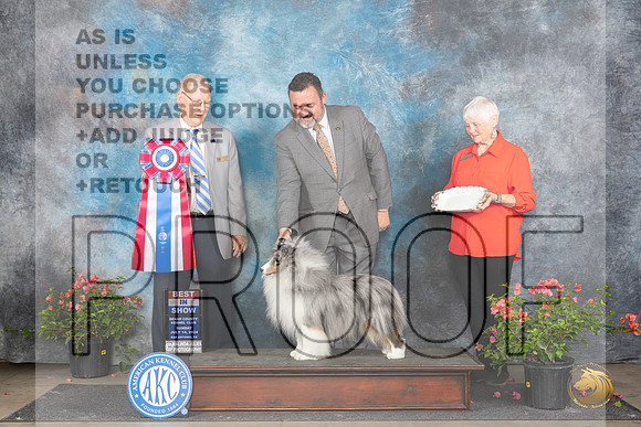 Shetland Sheepdog #5 Sun BIS Judge Paul Willhauck__JP_6435_San Antonio_2024_HR3