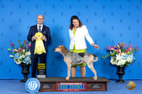 American English Coonhound #? THUR G3 Judge Jamie Hubbard
