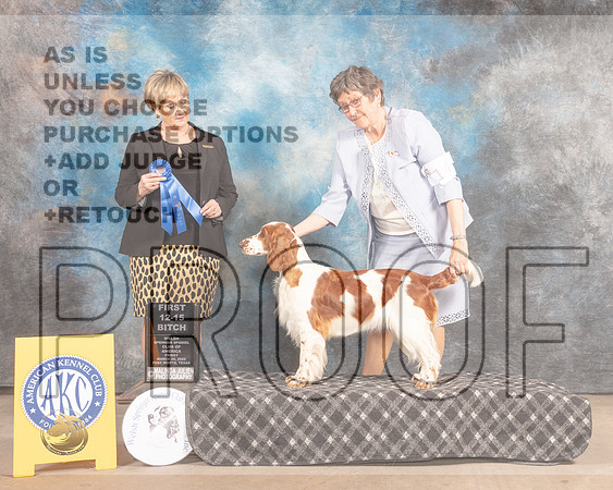 Welsh Springer Spaniel #19 Fri 12-151st Judge Peggy Beisel McIlwainer-MMJ_7800-FW2022-HR3