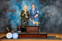 Chihuahua Smooth Coat #22 Sat BOS Judge Pamela Wilson