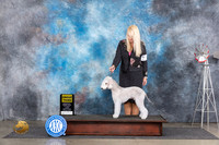 Bedlington Terrier #5 Fri G3 Judge Jon Cole