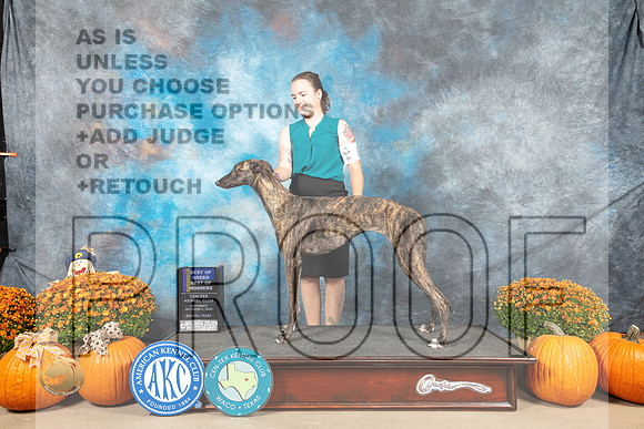 Greyhound #8 Sat BOBBOW Judge Hennessy_MJ_5531_Belton_2022_HR3
