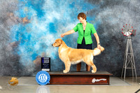 Golden Retriever #20 Thurs WB Judge Debra Thornton