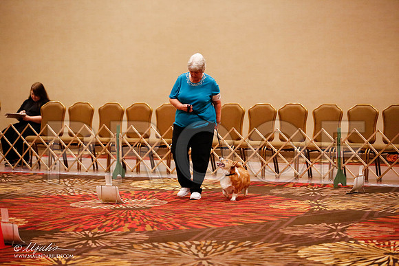 _JJ_7702-HstnCorgiFeb2015-HR3