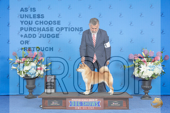 Shiba Inu #10 FRI BOS M Judge Jon Cole__JP_9007_Houston_2024_HR3
