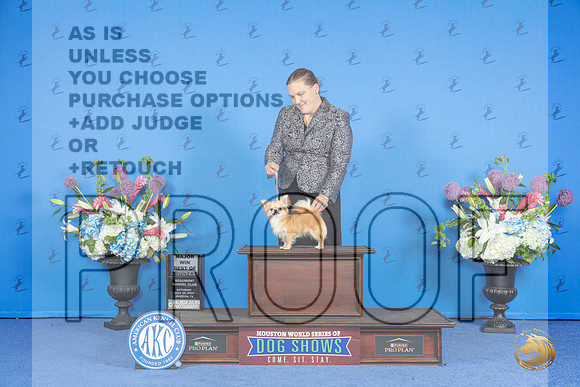 Chihuahua #20 SAT WB BOW M Judge Angela Pickett__JP_0053_Houston_2024_HR3