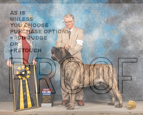 Mastiff #5 Fri BIS Judge Judy BrownMMJ_3700_Mdlnd2022_HR3