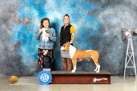 American Staffordshire Terrier #17 Fri OHG4 Judge Joan Liebes