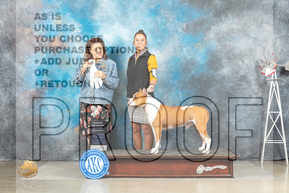 American Staffordshire Terrier #17 Fri OHG4 Judge Joan Liebes_MJ_4171_Amarillo_2022_HR3