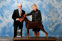 Doberman Pinscher #10 Sun BOB Gaynor Barbara & Linda Agent Alisa Brotherhood Judge Mr Edd Embry Bivin