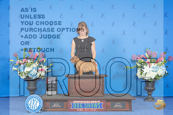 Norfolk Terrier #16 FRI WB BOS NC Judge Joao Machado__JP_9260_Houston_2024_HR3