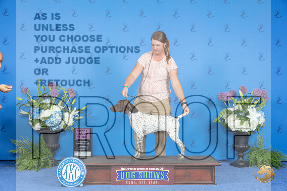 German Shorthaired Pointer #30 THUR BP G1 Judge Terri Burrows__JP_8177_Houston_2024_HR3