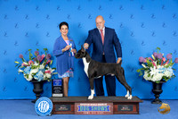 Boxer #27 SAT WD BOW Judge Debbie Freeman