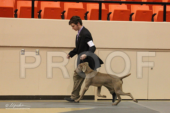 Weim-0474LR