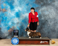 Cardigan Welsh Corgi #12 Fri WBBOW Judge Eric Liebes