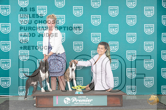 American Pit Bull Terriers #244__JP_2863_Premier_2024_HR3