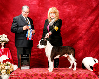 American Pit Bull Terrier Sun S1 G1 New Ch Pamela Nemec Judge John Booth