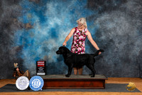 Labrador Retriever #14 Fri G2 Judge Suzanne Dillin