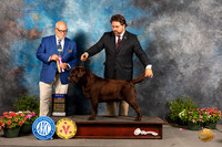 Labrador Retriever #15 Sat BOB Judge Michael Canalizo r