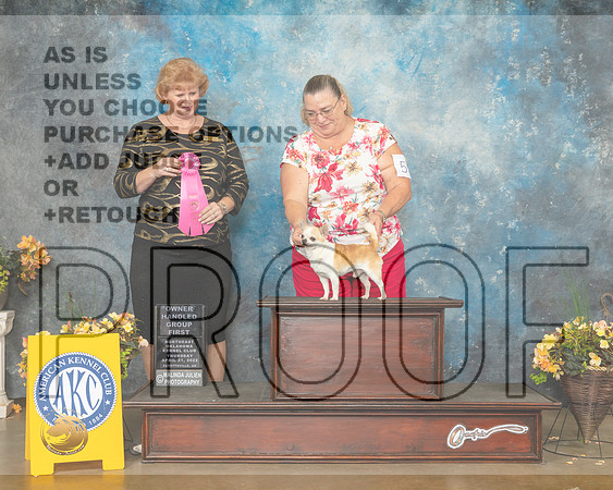 Chihuahua Smooth Coat #5 Thur OHG1 Judge Betty Pollock-MMJ_9198-NWARK2022-HR3