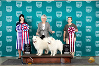 American Eskimo #111 #112 Wed BIS Judge Diana Brumbaugh