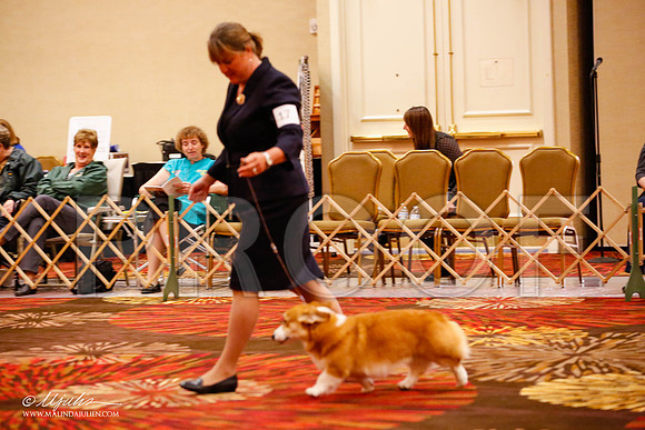 _JJ_9378-HstnCorgiFeb2015-HR3