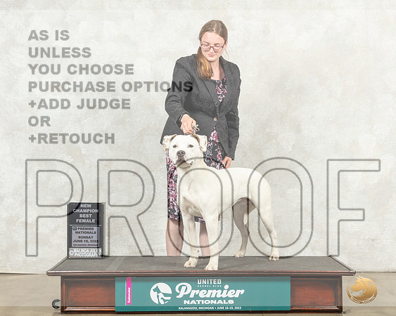 American Bulldog #863 Sun BFCh Judge Diana Brumbaugh__MJ_9030_Premier_2022_HR3