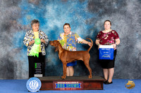 Redbone Coonhound #6 WED NOHS G2 Judge Marilyn Pipes