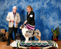 Australian Shepherd #56 Sun BOW New Ch +A1