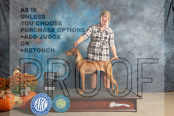Vizsla #10 Sat BOBBOWWBCh Judge Shelley Hennessey_MJ_6076_Belton_2022_HR3
