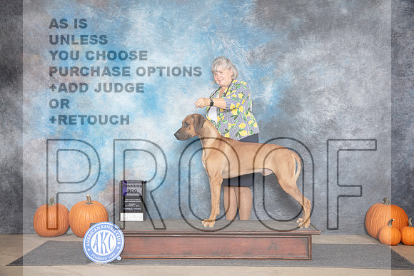 Rhodesian Ridegback #21 Sun WD Judge Ann Roth__JP_9391_Humble_2024_HR3