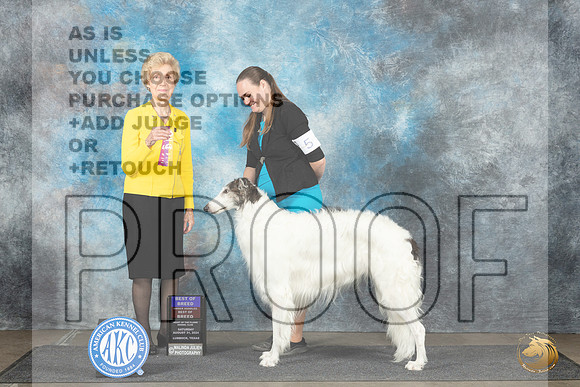 Borzoi #5 Sun BOBOHBOB Judge June Penta__JP_4151e_Lubbock_2024_HR3