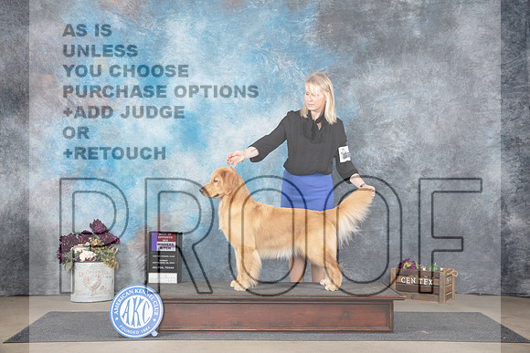 Golden Retriever #14 Sun WBBOS Judge Joan Liebes__JP_7733_Belton_2024_HR3