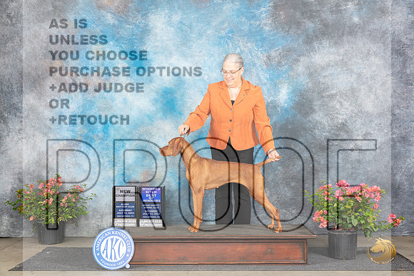 Vizsla #8 Sat WBBOWCH Judge Elizabeth ‘Beth’ Sweigart__JP_4813_San Antonio_2024_HR3