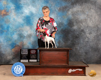 Toy Fox Terrier #14 Sat OHBOBSB Judge Peggy McIlwaine