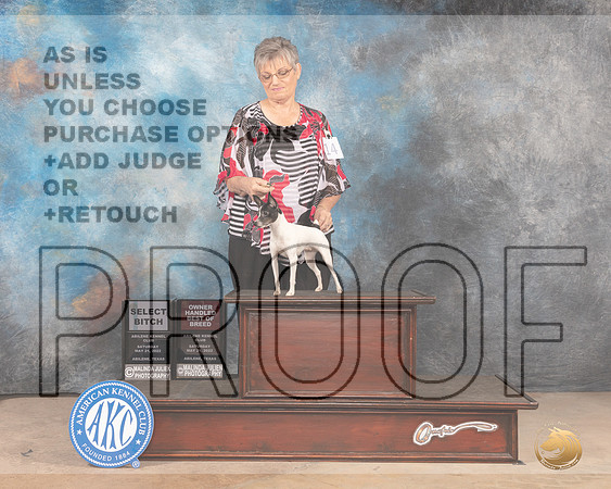 Toy Fox Terrier #14 Sat OHBOBSB Judge Peggy McIlwaine-MMJ_3679-Abilene2022-HR3