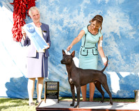 Xoloitzcuintli #33 Sat G1 Wise Amy & Kayla Judge Mary Lou Kniola AMD +HR PD