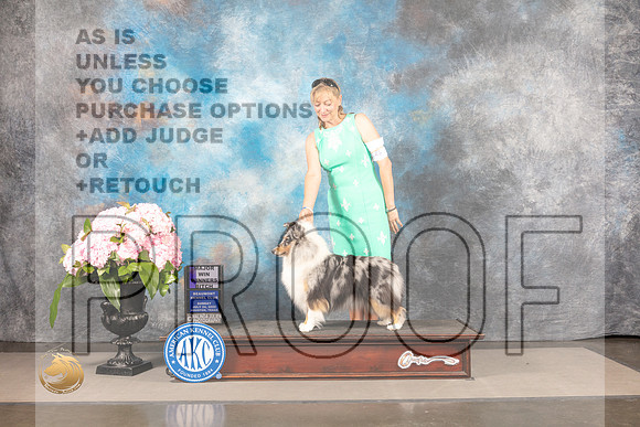 Shetland Sheepdog #44 SUN WB Major Judge Carrie Chase_MJ_7949_Houston_2022_HR3