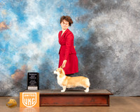 Pembroke Welsh Corgi #286 Sat1 Judge Michelle Blackowl