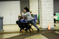 Rottweiler Sat Ring