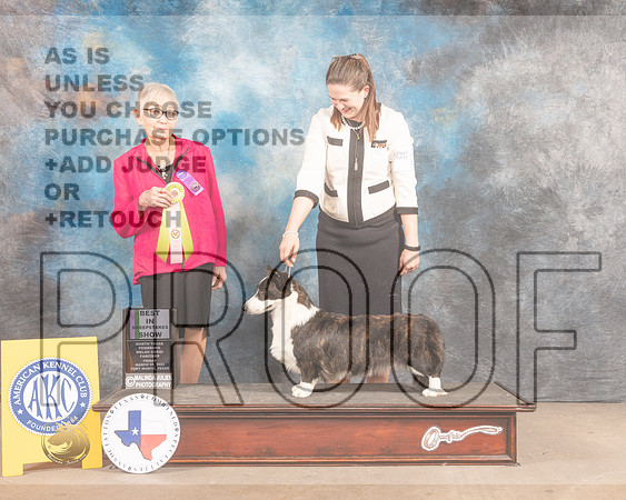 Cardigan Welsh Corgi #20 Fri BISweeps Judge Betty Ann Seeley-MMJ_7558-FW2022-HR3