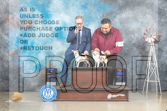 Chihuahua Smooth #6 & Long Coat #6 BOW Judge Joan Liebes_MJ_3729_Amarillo_2022_HR3