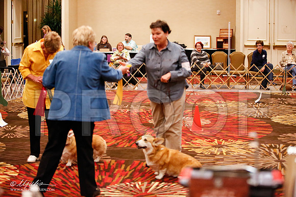 _JJ_7557-HstnCorgiFeb2015-HR3