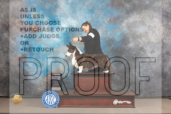 Cardigan Welsh Corgi #19 WED SD Judge Barbara Alderman_MJ_2026_Houston_2022_HR3